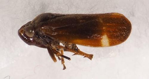 Tomaspisinella caligata